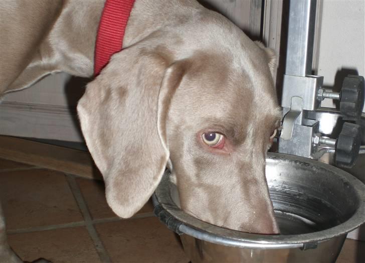 Weimaraner Emma<3 billede 10