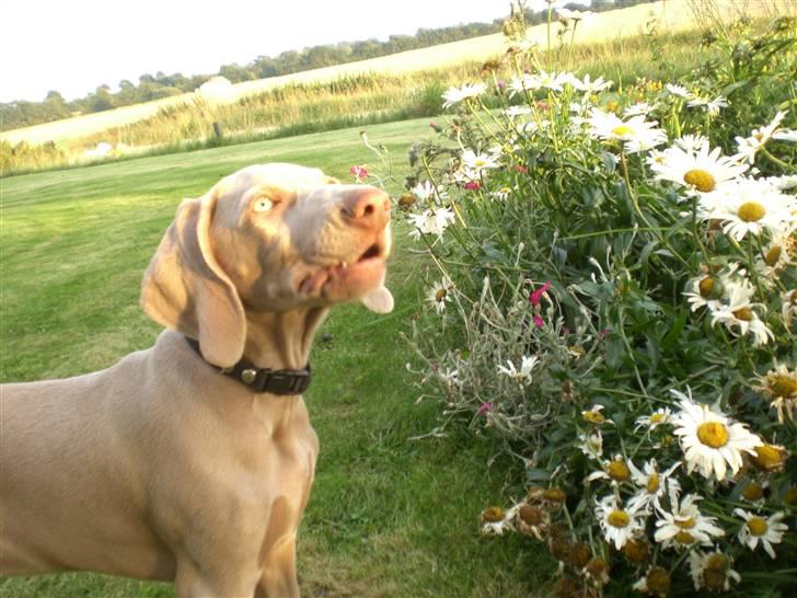 Weimaraner Emma<3 billede 11