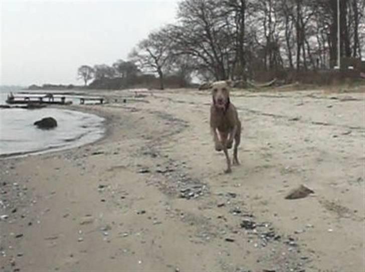 Weimaraner Emma<3 billede 12