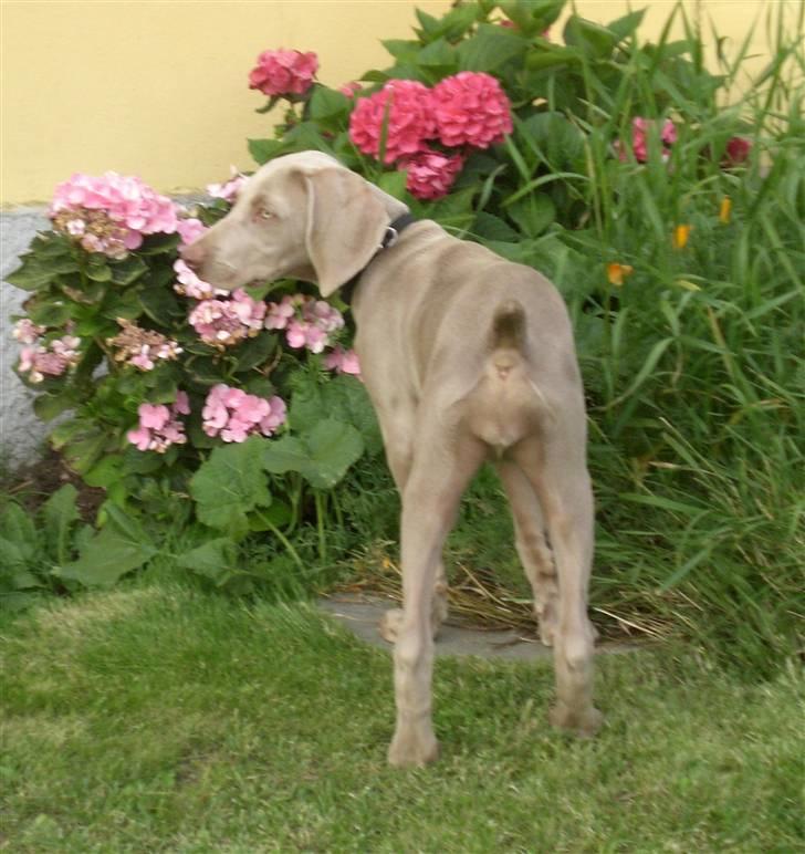 Weimaraner Emma<3 billede 13