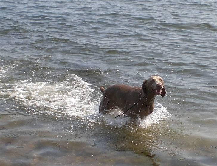 Weimaraner Emma<3 billede 14