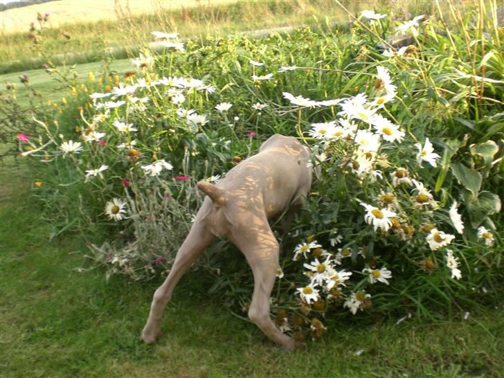Weimaraner Emma<3 billede 15