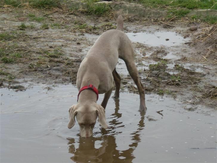 Weimaraner Emma<3 billede 16