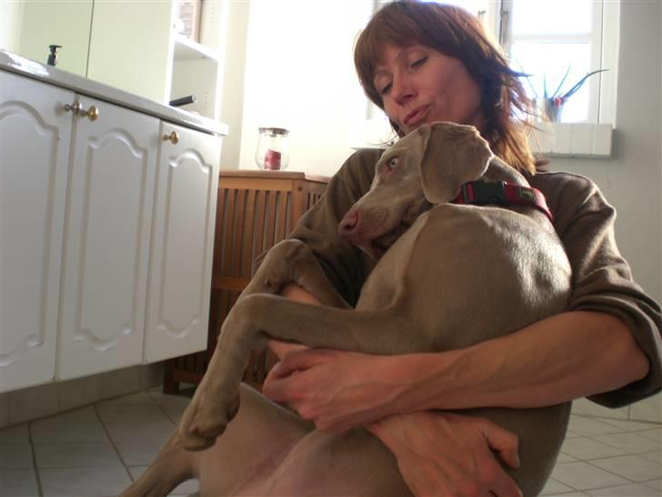 Weimaraner Emma<3 billede 17