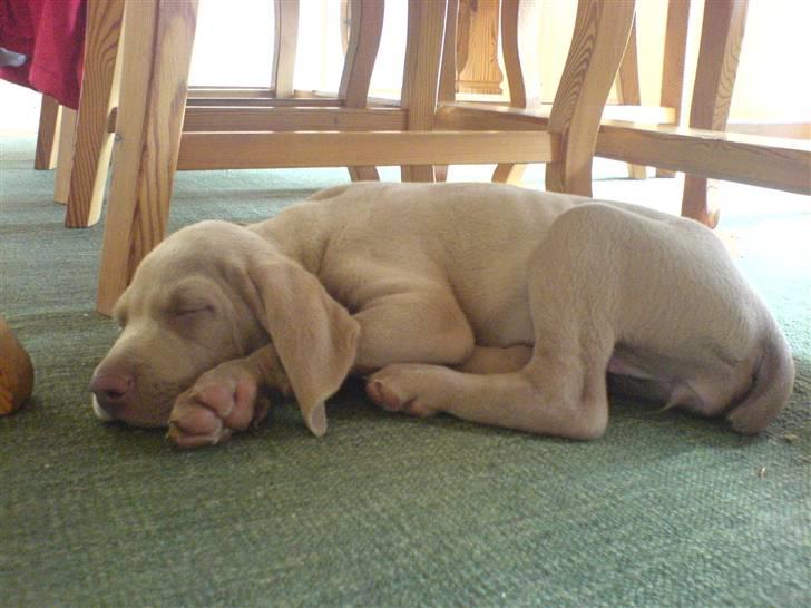 Weimaraner Emma<3 billede 18