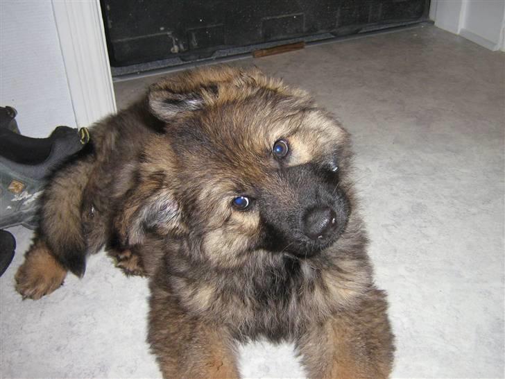 Schæferhund Bayogi´s Master billede 6