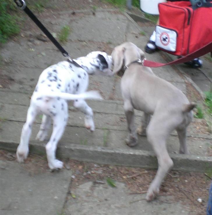 Weimaraner Emma<3 billede 19