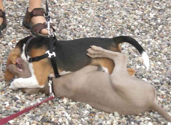 Weimaraner Emma<3 billede 20