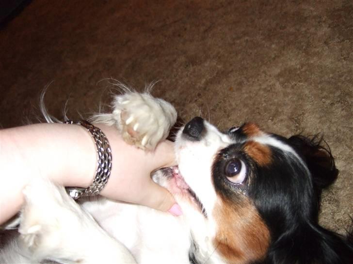 Cavalier king charles spaniel SAMMIE :) - nyyt.. jeg skal nok vinde over dig en dag line.... muhaha... haps haps billede 18