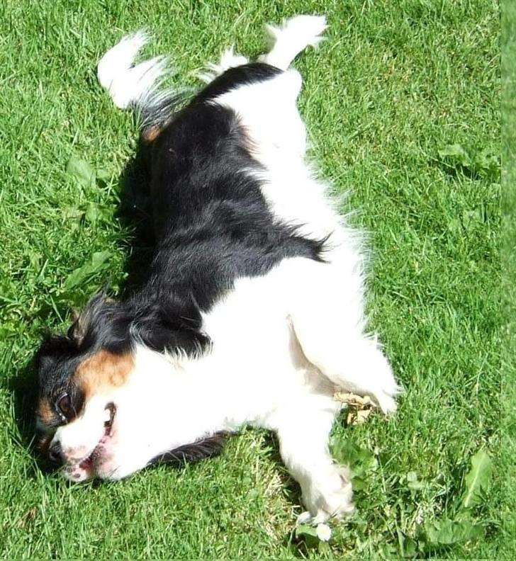 Cavalier king charles spaniel SAMMIE :) - aaah dejligt sommer græs billede 19