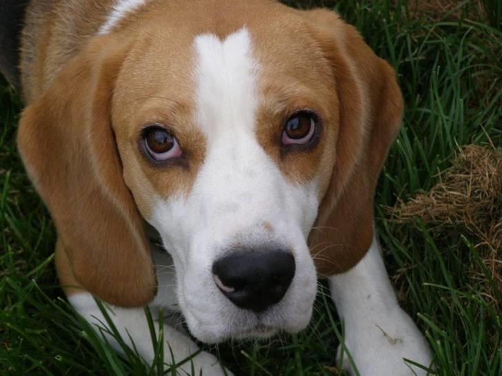 Beagle Zico billede 8