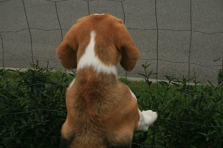 Beagle Zico billede 9