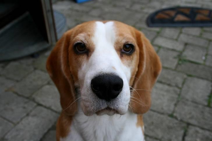 Beagle Zico billede 10