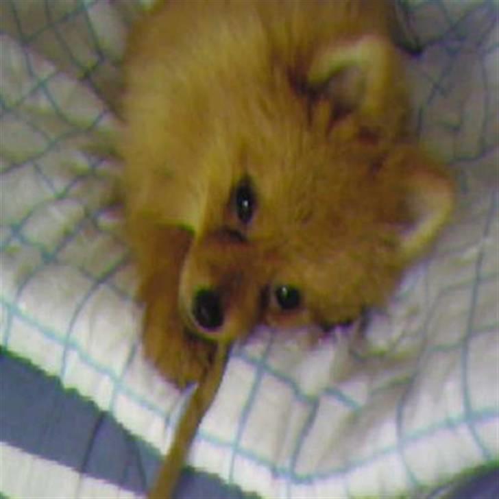 Pomeranian Muller Nielson - Nam nam :D billede 1