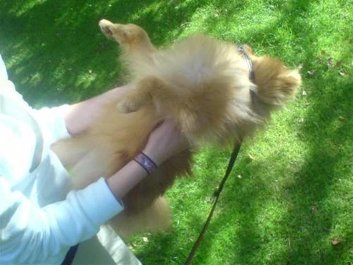 Pomeranian Muller Nielson - Okay, jeg spiller død.. men kun hvis mor nusser min mave billede 2
