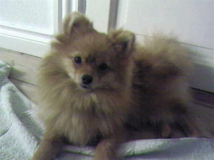 Pomeranian Muller Nielson - Godmorgen! billede 3