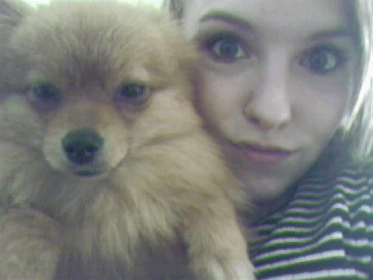 Pomeranian Muller Nielson - Træt lille hvalp billede 4