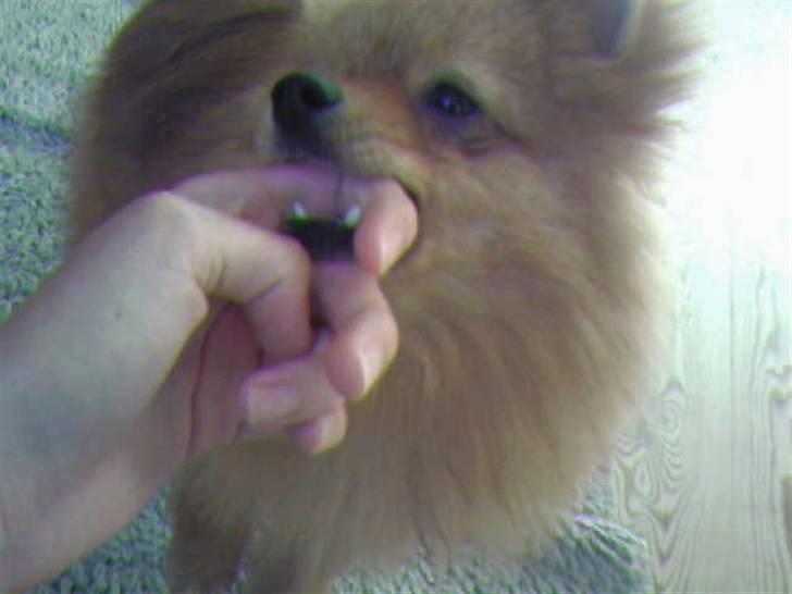 Pomeranian Muller Nielson - Jaa, du er en farlig hund :D billede 5