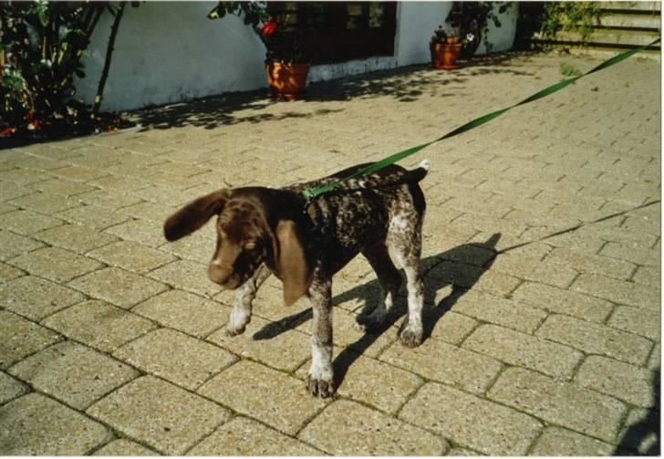 Korthåret hønsehund Zitta (DØD) - Zitta der hjemme som hvalp:D billede 1