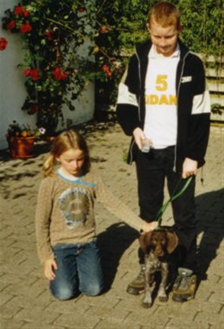 Korthåret hønsehund Zitta (DØD) - Zitta, Thomas og mig der hjemme:D billede 2