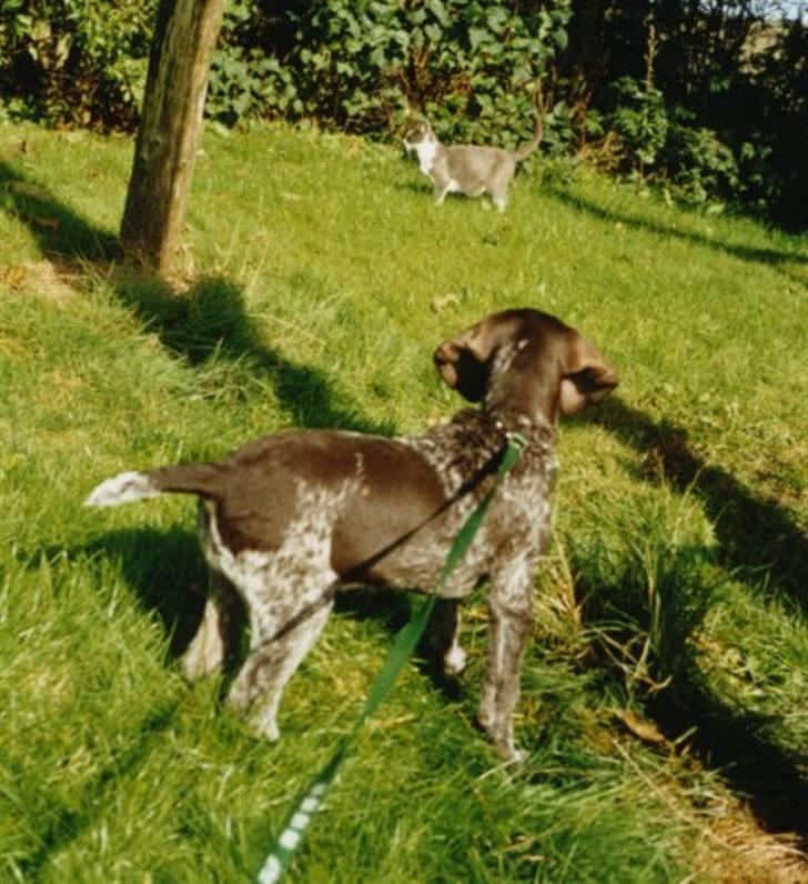 Korthåret hønsehund Zitta (DØD) - Zitta i haven:D billede 3