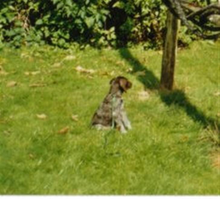 Korthåret hønsehund Zitta (DØD) - Igen<<3 billede 4