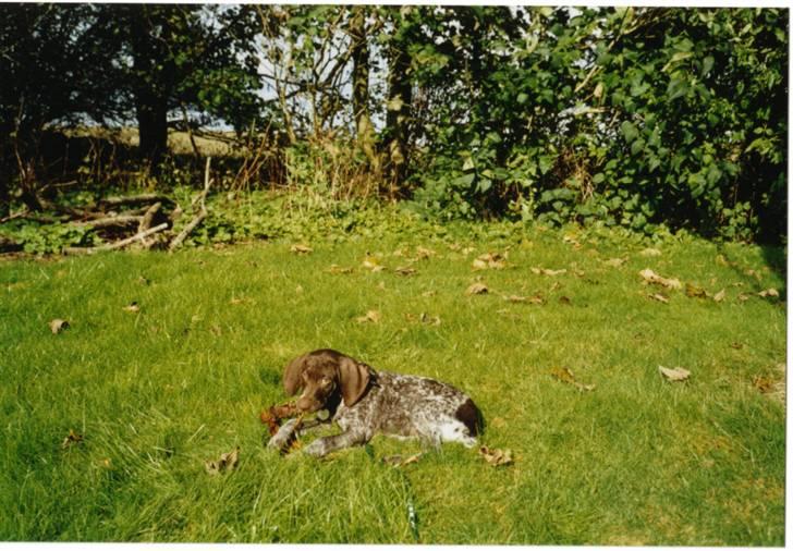 Korthåret hønsehund Zitta (DØD) - Og igen<<3 billede 5