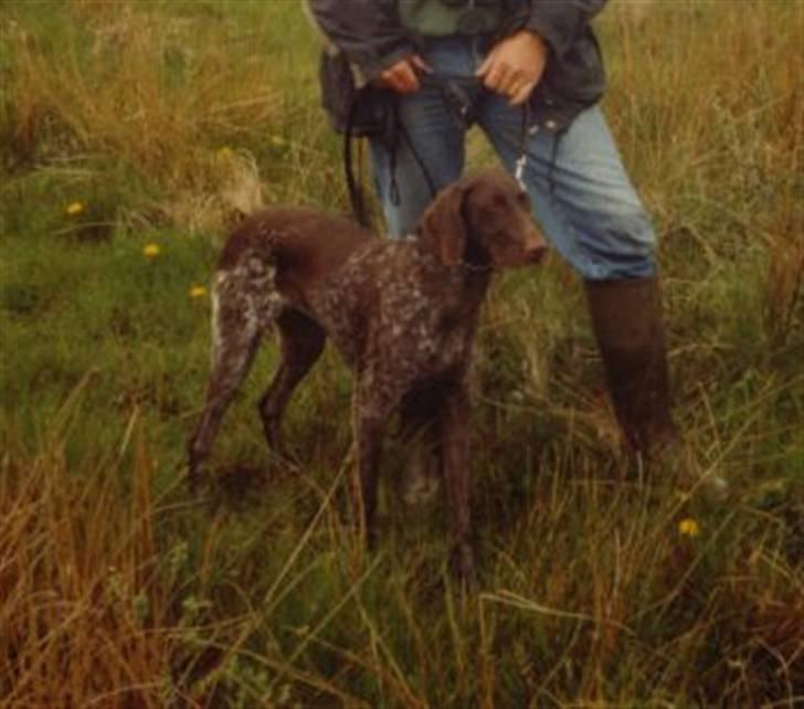 Korthåret hønsehund Zitta (DØD) - Zitta i sommerhus:D billede 8