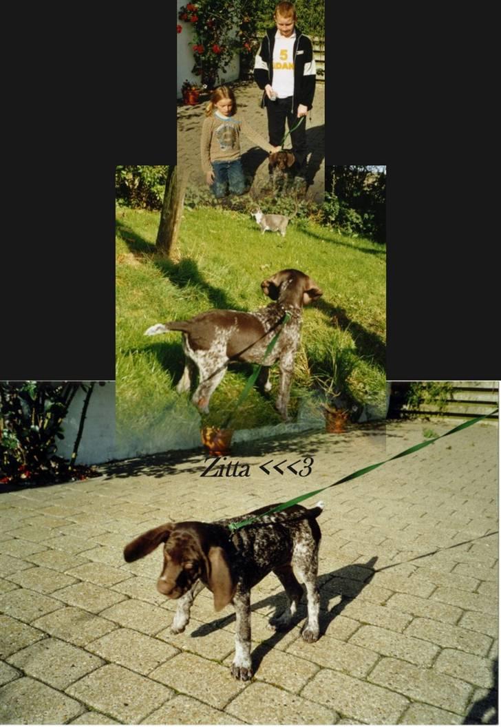 Korthåret hønsehund Zitta (DØD) - Forskellig:D billede 9