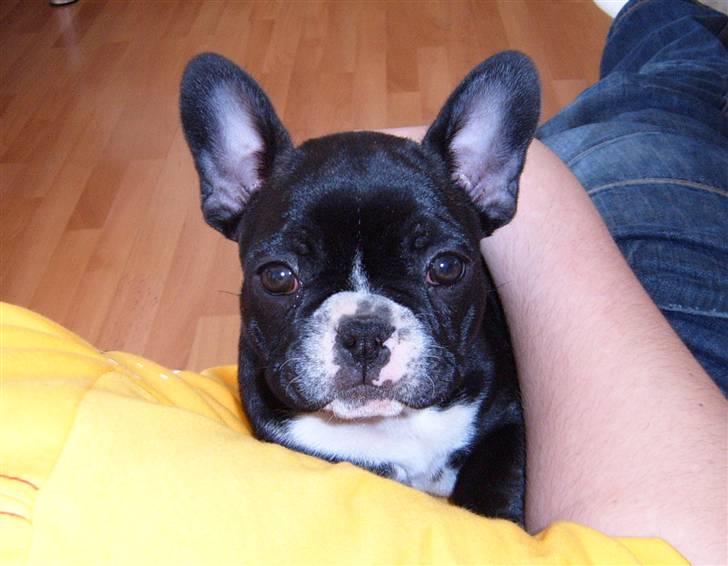 Fransk bulldog Gizmo billede 1