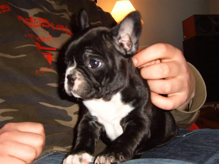 Fransk bulldog Gizmo billede 2