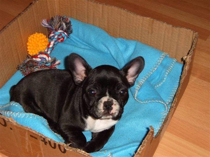 Fransk bulldog Gizmo - Gizmo 8 uger - første dag hos far og mor. billede 3