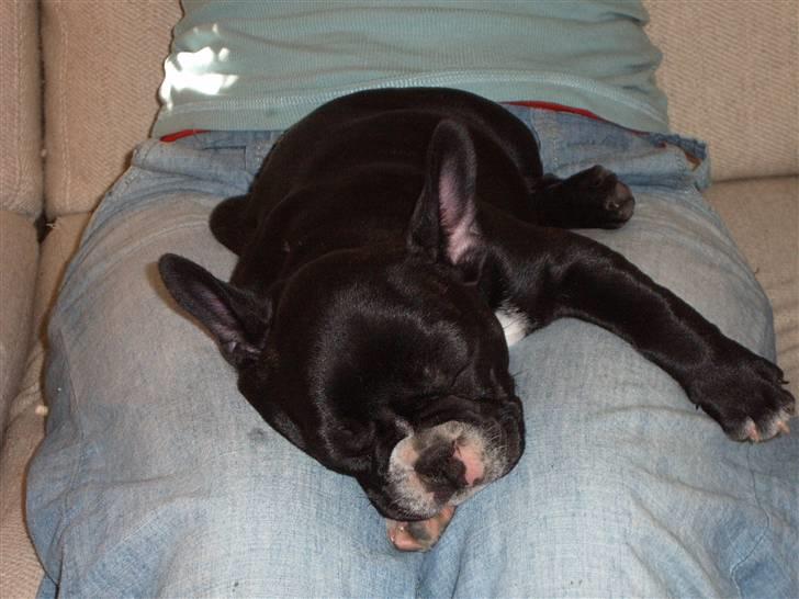 Fransk bulldog Gizmo billede 4