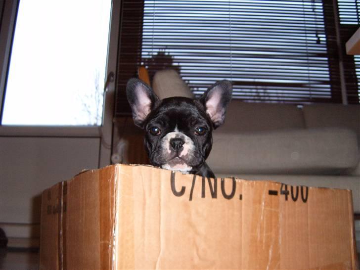 Fransk bulldog Gizmo billede 5