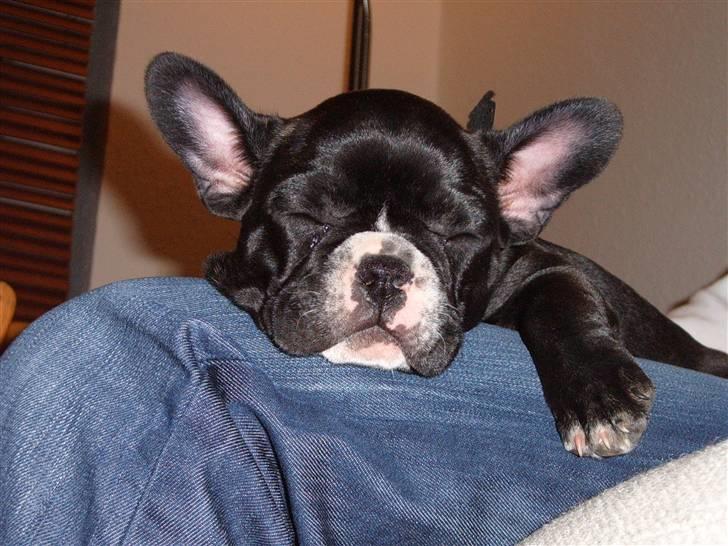 Fransk bulldog Gizmo billede 6