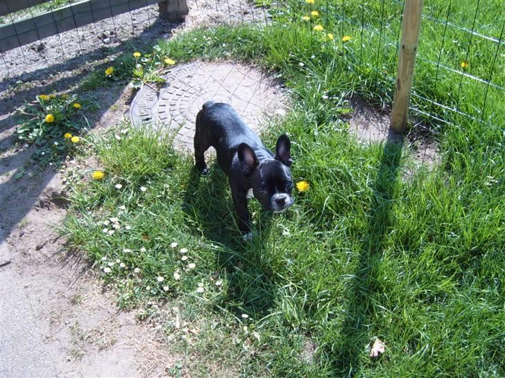 Fransk bulldog Gizmo billede 7