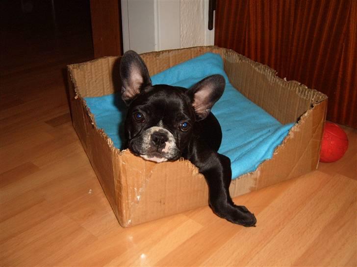 Fransk bulldog Gizmo billede 8