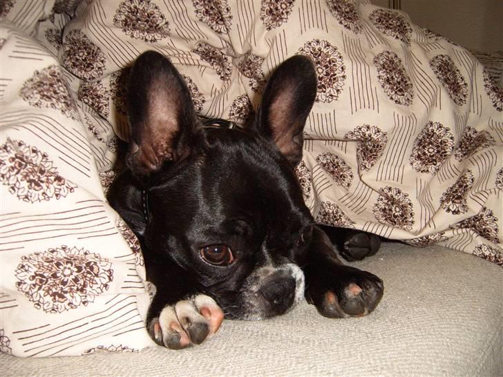 Fransk bulldog Gizmo billede 9