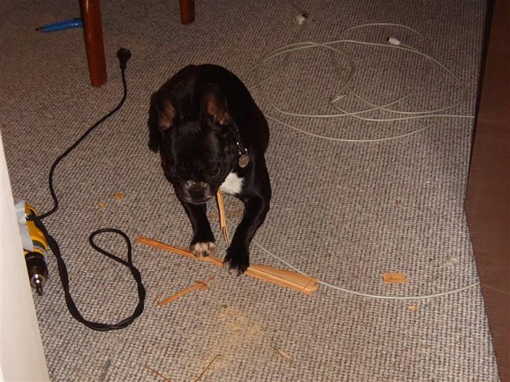 Fransk bulldog Gizmo - Her er Gizmo ve at hjælpe med at flytte ind i huset. "Dygtig" hund. billede 10