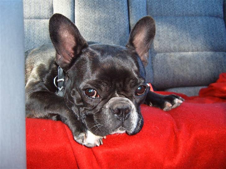 Fransk bulldog Gizmo - Gizmo som hun ser ud i dag. billede 11