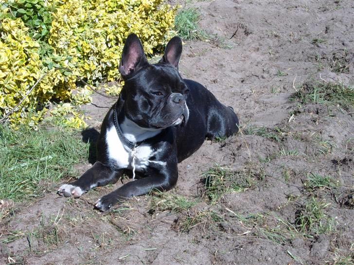Fransk bulldog Gizmo billede 12
