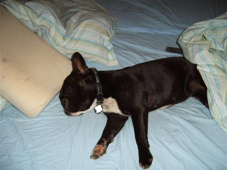 Fransk bulldog Gizmo - Fars og mors seng er nu bedst... billede 13