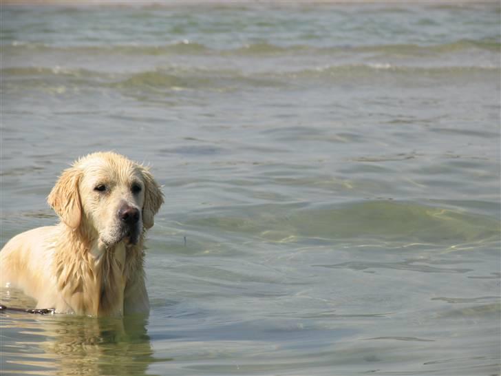 Golden retriever Hannibal Risager - Hannibal, 1år, på stranden i århus, sommeren 07 billede 17
