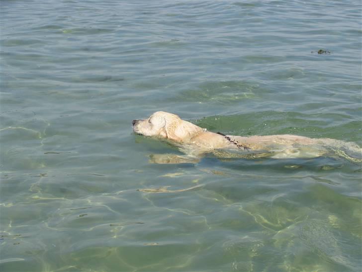 Golden retriever Hannibal Risager - bare svømmer, bare svømme, bare svømme ud i det blå, kom svøm svøm:D, sommeren 07 Hannibal 1 år billede 18