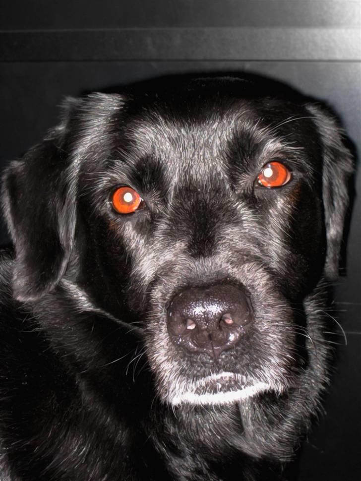 Blanding af racer Freja billede 14