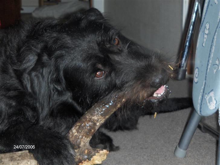 Blanding af racer Sandi - Sandi leger med en meget stor pind eller gren ? :)  billede 3