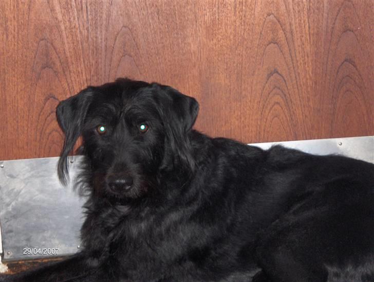 Blanding af racer Sandi - Du så sød sandi min pige <3  billede 4