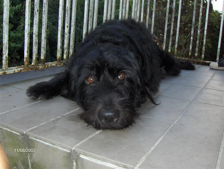 Blanding af racer Sandi - Nåååårh det er varmt ?  billede 5