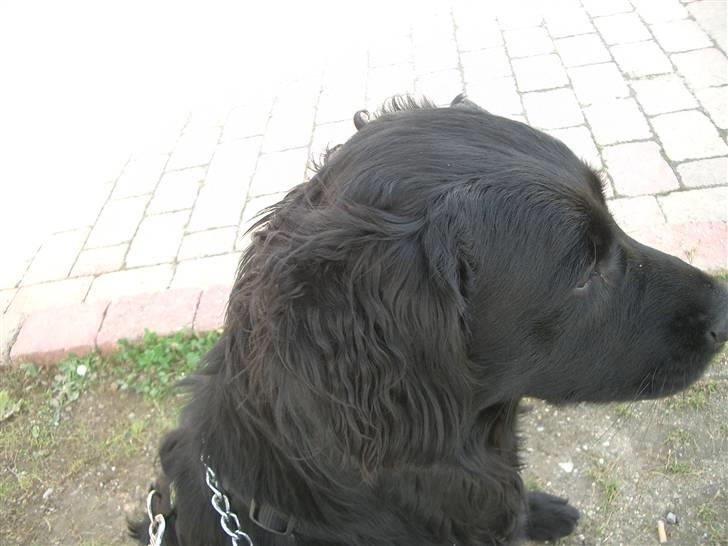 Blanding af racer Charlie - hva ska dog det her foto-noget til for...gg billede 18