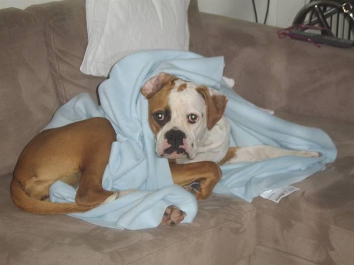 Amerikansk bulldog Ida aka Amagerpigen f. billede 17